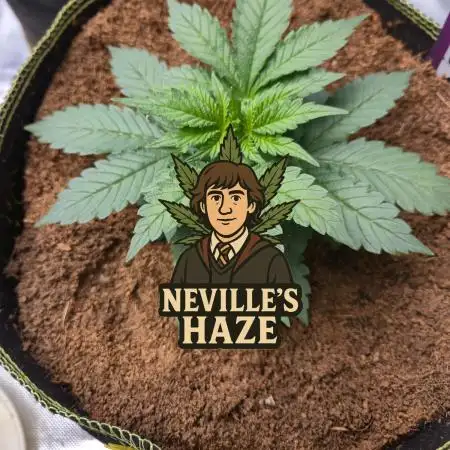 Nevilles Haze by Spliffseeds