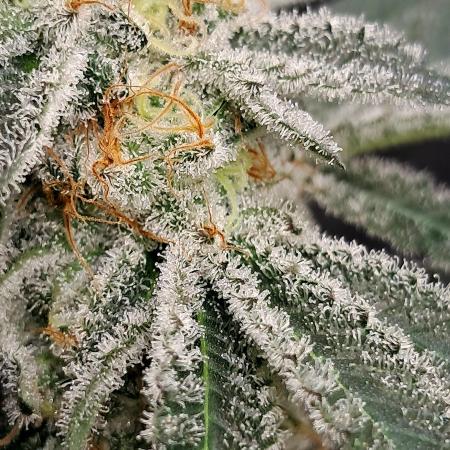 growing indoor with c21Nutients