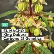 King Dabura Macho ♂️