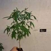 Apples and Bananaz indoor