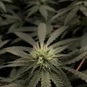 growing indoor with c21Nutients