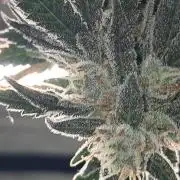 growing indoor with c21Nutients