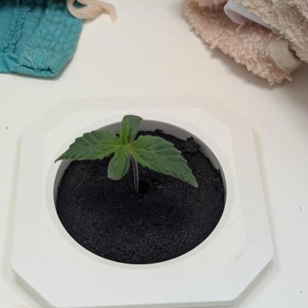 Potassium Right Hook