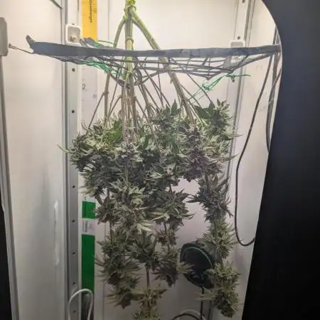 Grow box full of Pepe