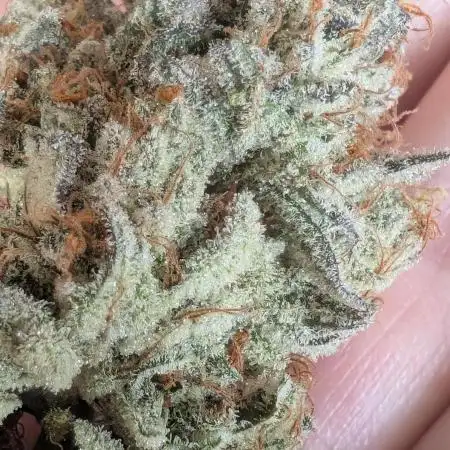 Grow box full of Pepe