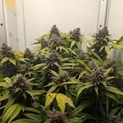 Potassium Right Hook