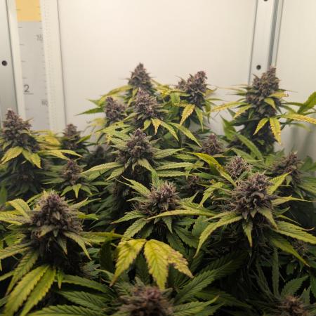 Potassium Right Hook