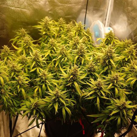 Blue sunset sherbet