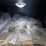 Gelato 33 Cookies Cut + Amnesia Core cut (flowery fields)