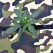 Fast buds auto Guava Runtz