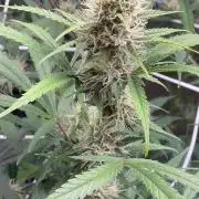 Jason’s small batch doinks