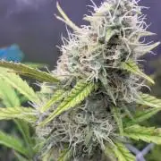 Jason’s small batch doinks