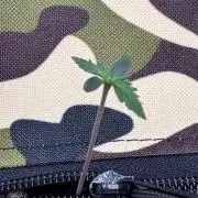 Fast buds auto Guava Runtz