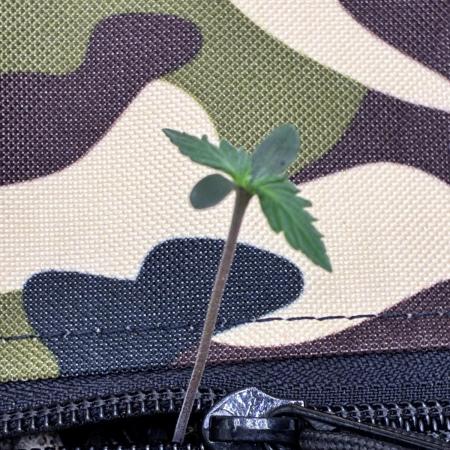 Fast buds auto Guava Runtz