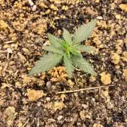 Fast buds auto Guava Runtz