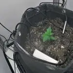 DGrows Peace