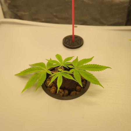 Hobo's Cash Express | Tropical Mystery in Aironix Hydro/Aero