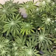 Humboldt phenohunters& Dirtybird tester