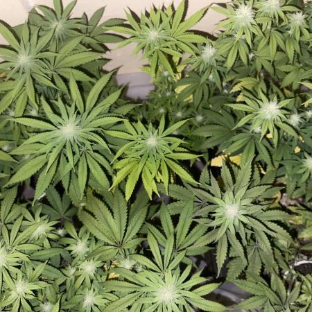 Humboldt phenohunters& Dirtybird tester