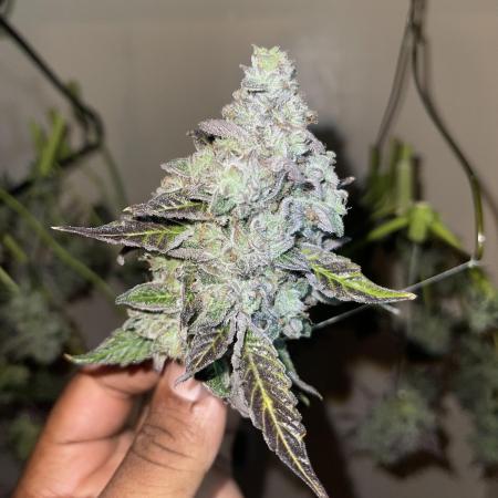 Apple burger seed to harvest