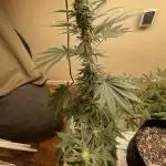 Apple burger seed to harvest