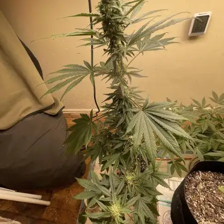Apple burger seed to harvest