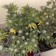 Humboldt phenohunters & Dirtybird tester