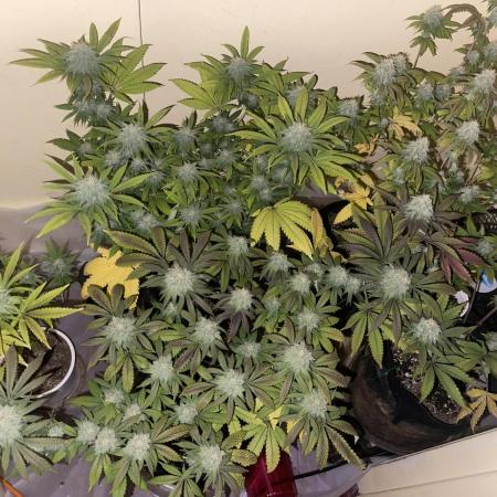 Humboldt phenohunters & Dirtybird tester