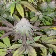 Humboldt phenohunters & Dirtybird tester