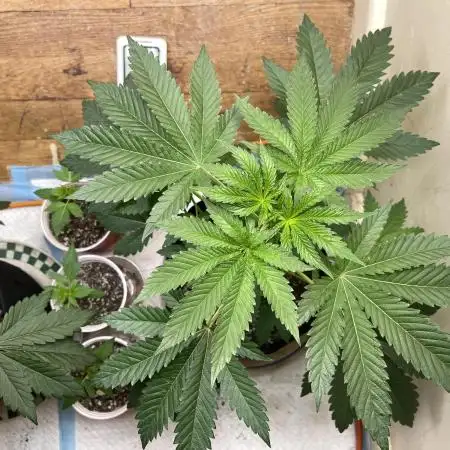 Apple burger seed to harvest