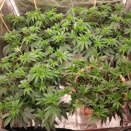 🍪GSC & 3Chems –  Indoor Run #3