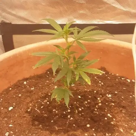 🍪GSC & 3Chems –  Indoor Run #3