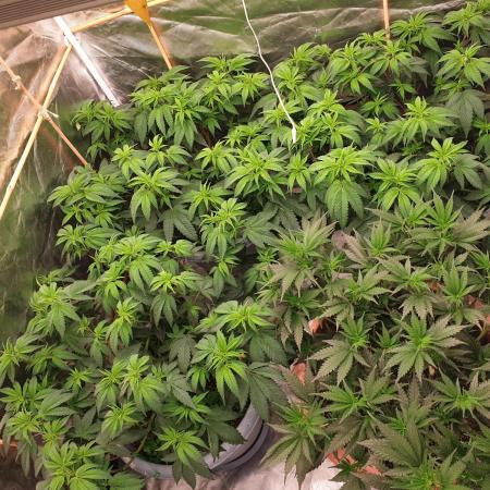🍪GSC & 3Chems –  Indoor Run #3