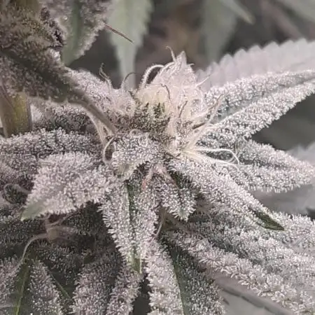 Emergen C trifft Frozen Black Cherry🥦