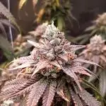 Emergen C trifft Frozen Black Cherry🥦
