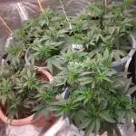🍪GSC & 3Chems –  Indoor Run #3