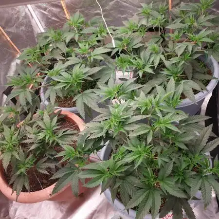 🍪GSC & 3Chems –  Indoor Run #3