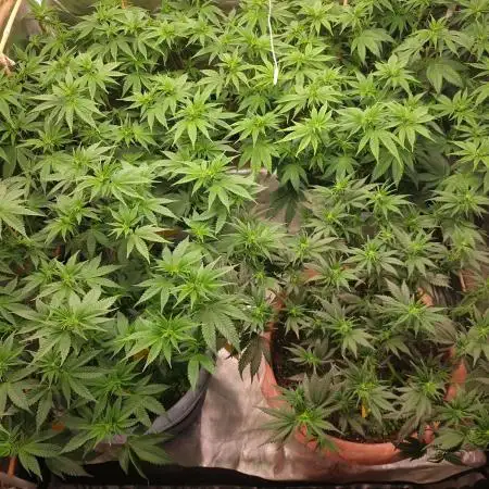 🍪GSC & 3Chems –  Indoor Run #3