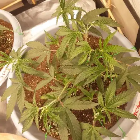 🍪GSC & 3Chems –  Indoor Run #3