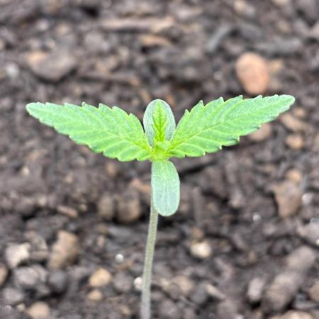 Banana Purple Punch Auto RF3