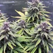 Banana Purple Punch Auto RF3