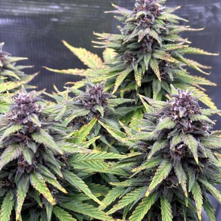 Banana Purple Punch Auto RF3