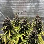 Banana Purple Punch Auto RF3