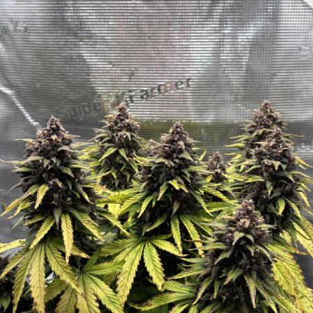 Banana Purple Punch Auto RF3