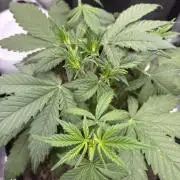 Banana Purple Punch Auto RF3