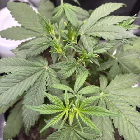 Banana Purple Punch Auto RF3