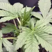 Banana Purple Punch Auto RF3