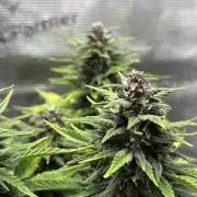 Banana Purple Punch Auto RF3