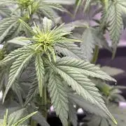 Banana Purple Punch Auto RF3