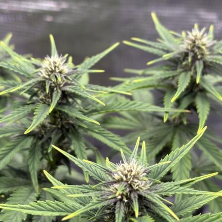 Banana Purple Punch Auto RF3